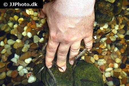 Doktorfisk (Garra rufa)